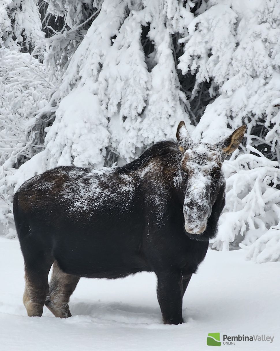a moose in Riding Mountain National Park